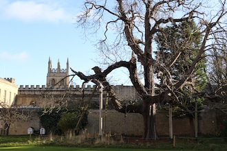 Oxford_Alice-tree-by-Eleanor-Sanger_By-permission-of-the-Governing-Body-Christ-Church-Oxford