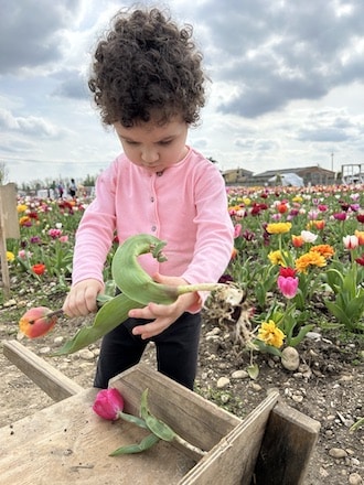 Treviso_Villorba_tulipani_NonnoAndrea_bambina_tulipano_phGrottoM