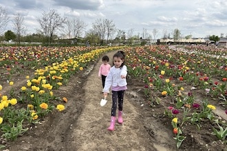 Treviso_Villorba_tulipani_NonnoAndrea_filetulipani_phGrottoM