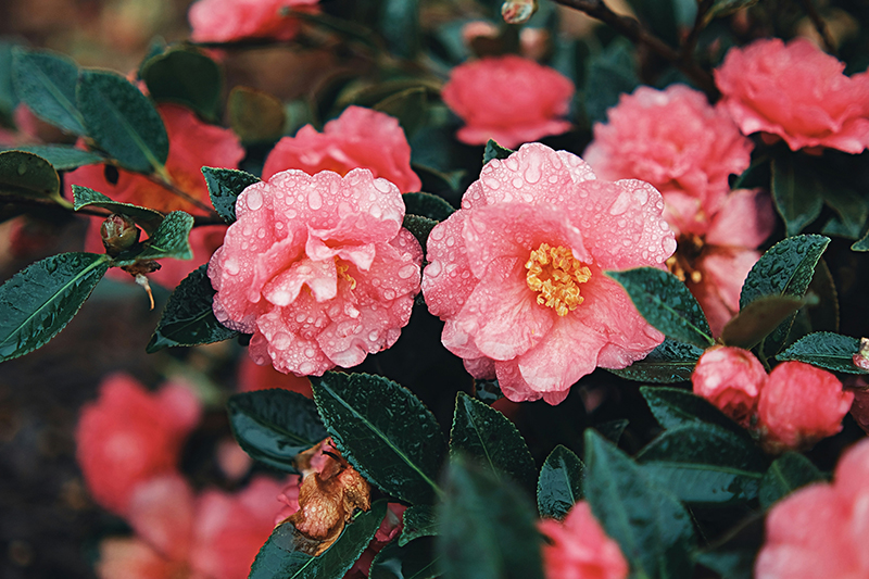 Fioritura della camelia Fioritura della camelia