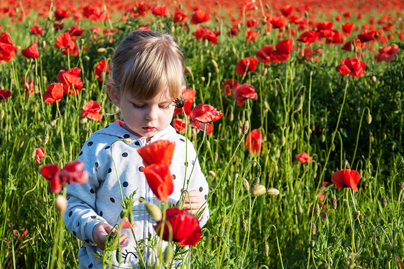 Campo di papaveri con bambina Campo di papaveri con bambina