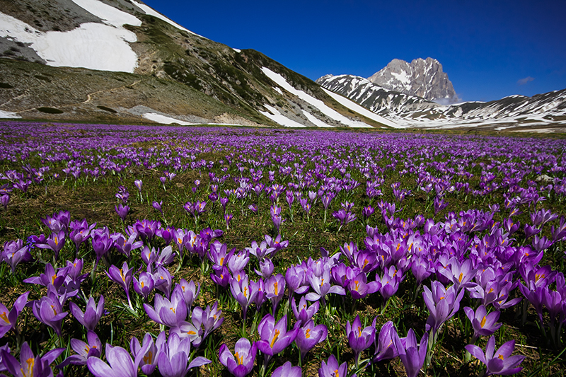 Fioriture in Italia: Crochi a Campo Imperatore Fioriture in Italia: Crochi a Campo Imperatore