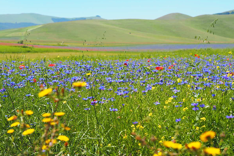 Fioritura Castelluccio Norcia Fioritura Castelluccio Norcia