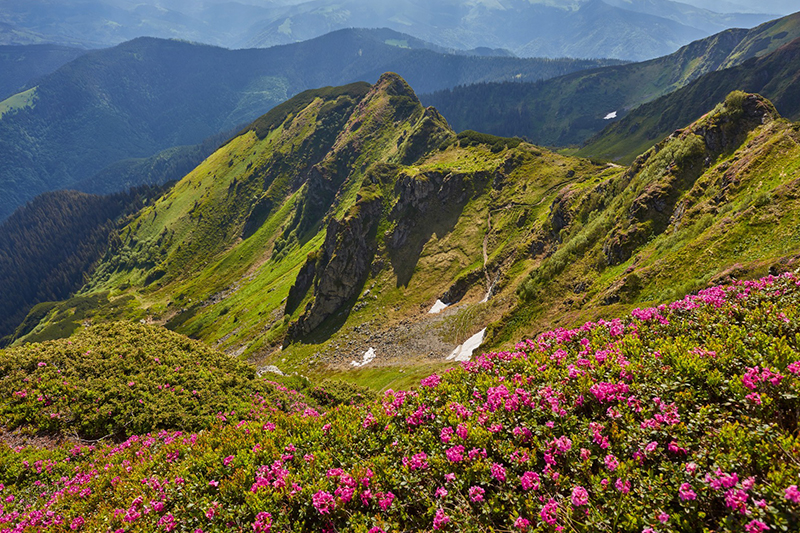 Fioritura della Conca dei Rododendri, Oasi Zegna Fioritura della Conca dei Rododendri, Oasi Zegna