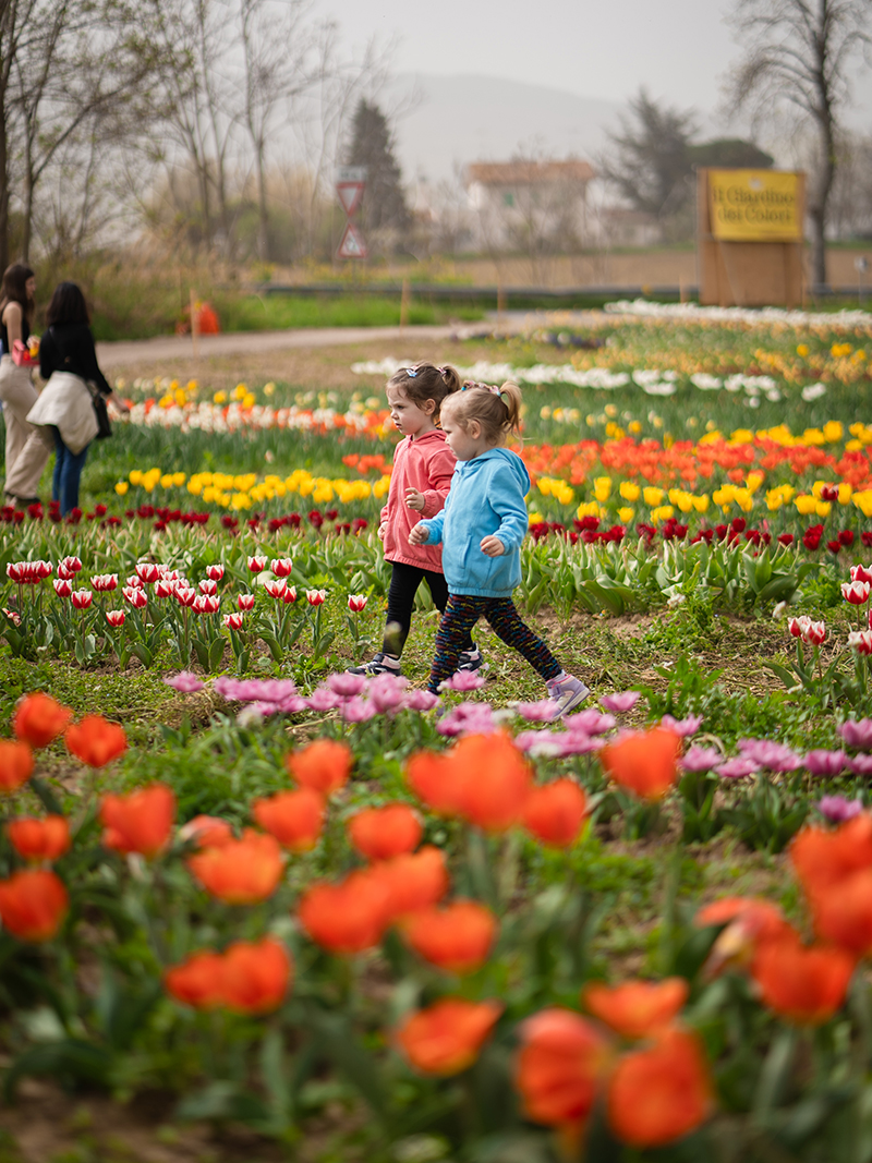 Fioritura di tulipani a Il Giardino dei Colori, Marche Fioritura di tulipani a Il Giardino dei Colori, Marche