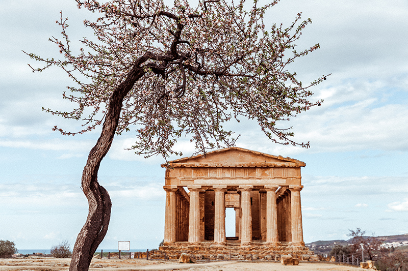 Fioritura dei mandorla, Valle dei Templi, Agrigento Fioritura dei mandorla, Valle dei Templi, Agrigento