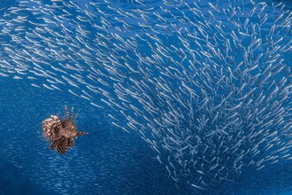 Selvatica - Arte e Natura in Festival" a Biella: ph. Ferenc Lörincz, Ungheria, Il cacciatore, Pesce Scorpione, barriera corallina di Marsa Shagra, Mar Rosso, Egitto. Vincitore Categoria Varietà di tutti gli altri animali. 