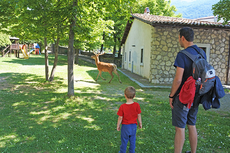 Cervo nel parco giochi a Villetta Barrea