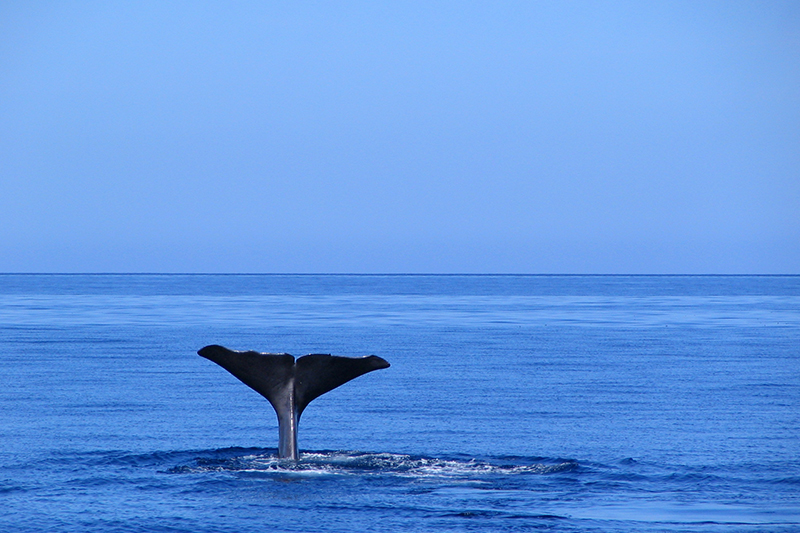 Whale watching in Portogallo, Azzorre