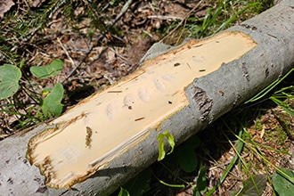 Sulle tracce dei Castori nel tarvisiano