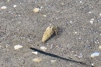 Lignano, Isola delle Conchiglie, paguri