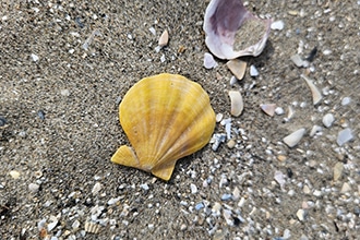 Lignano, Isola delle Conchiglie