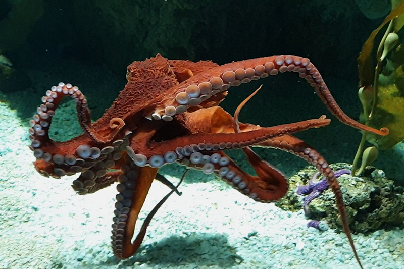 Polpo gigante all'Acquario di Genova