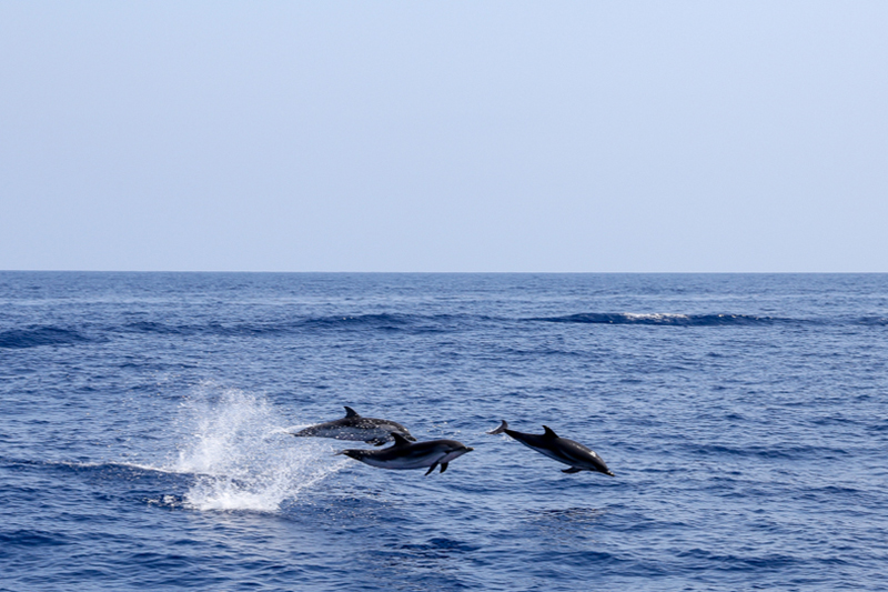 Delfini avvistati durante CrocierAcquario