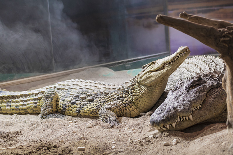 Tropicarium Park di Jesolo, coccdrilli