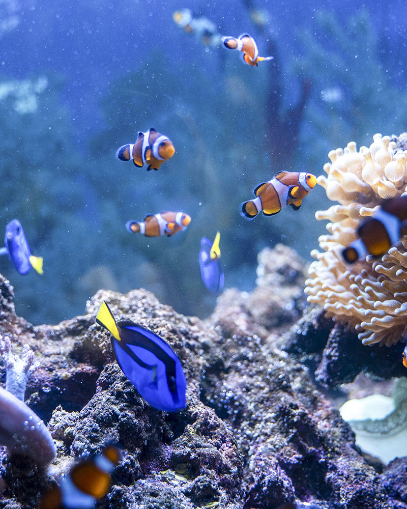Tropicarium Park jesolo, pesci tropicali