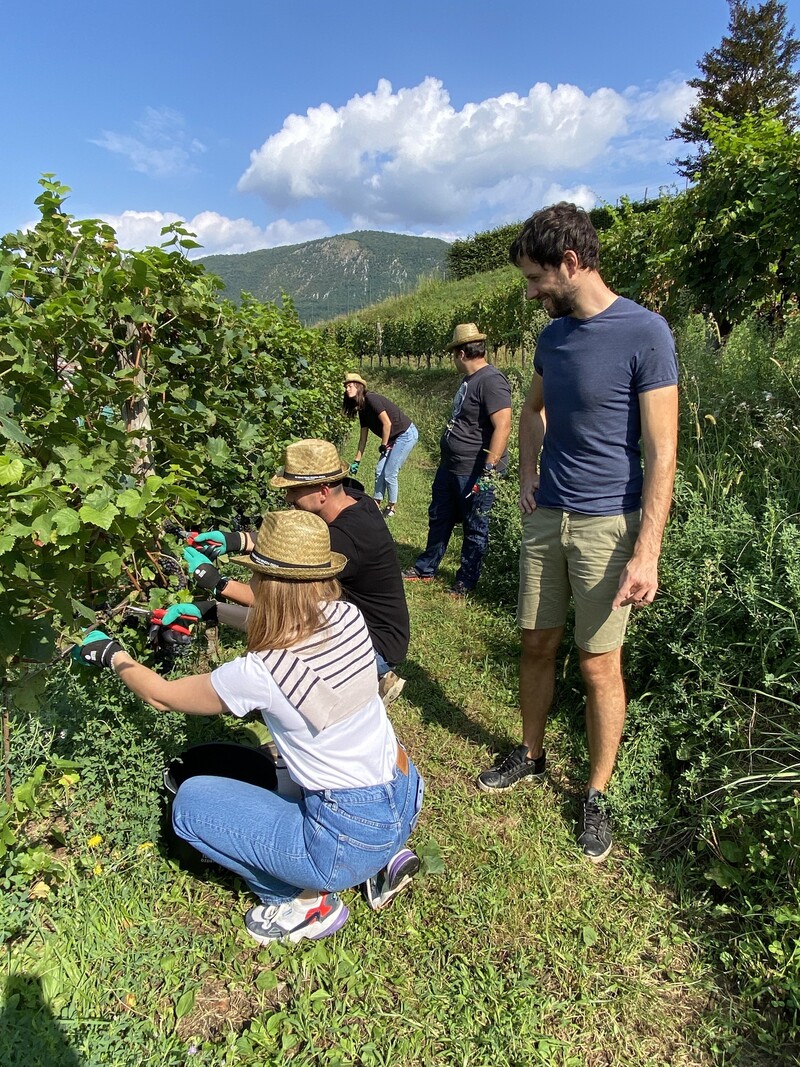 Vendemmia turistico didattica in Friuli Venezia Giulia