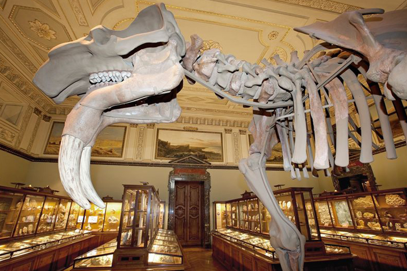 Museo di Storia naturale di Vienna