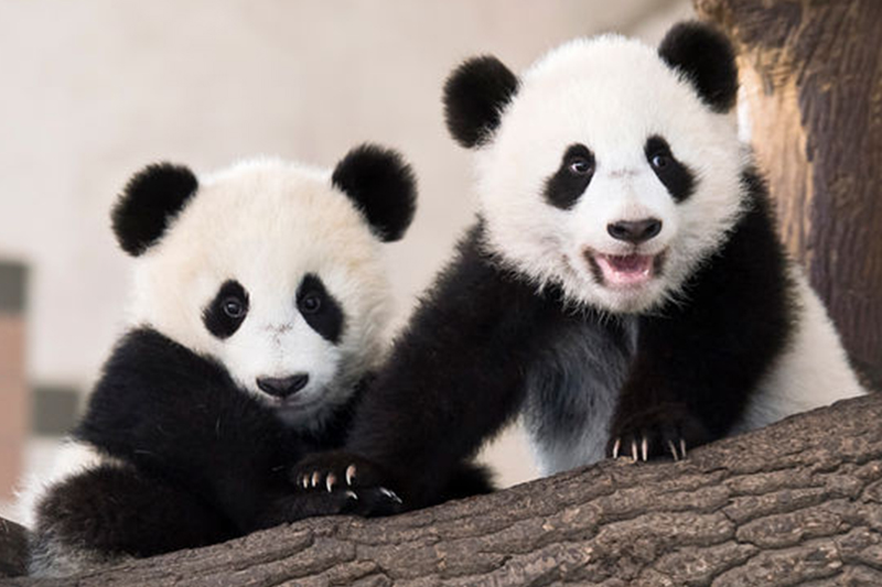 Panda allo zoo di Vienna