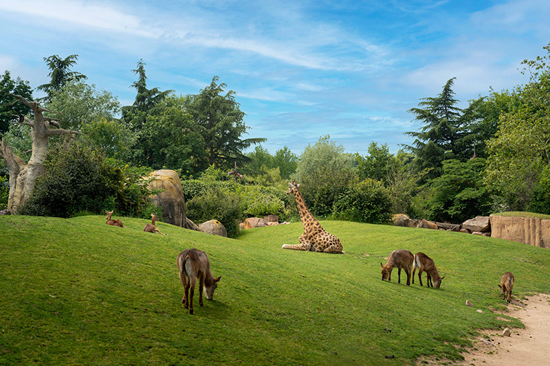 Zoom Torino, bioparco: Serengeti, habitat animali africani