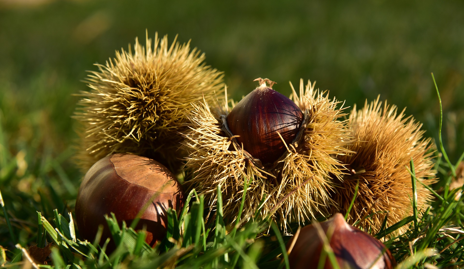 Castagne con i bambini in Piemonte