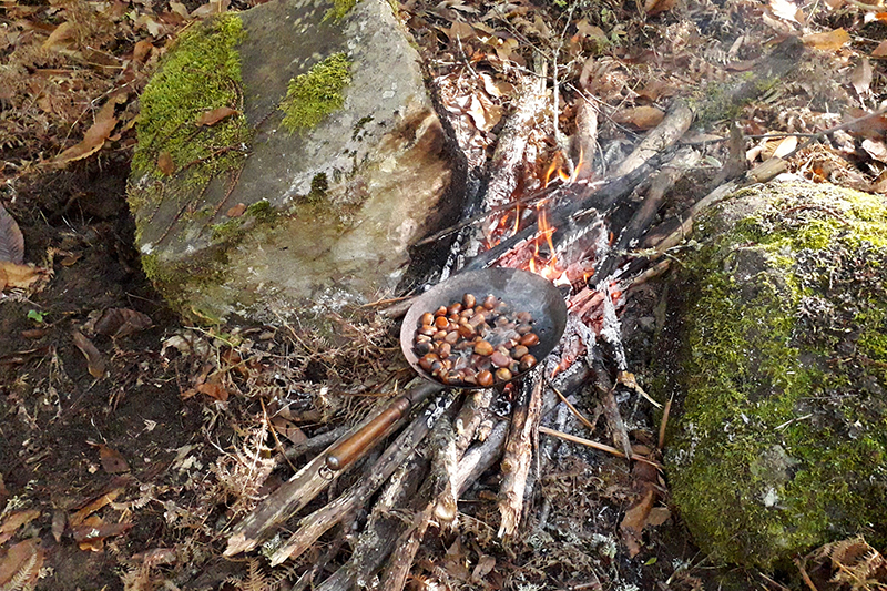 Dove raccogliere le castagne con i bambini in Toscana