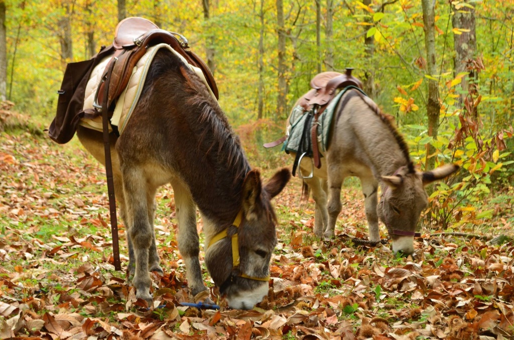 Dove raccogliere le castagne con i bambini in Toscana
