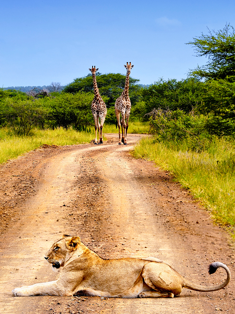 Giraffe e leone al safari