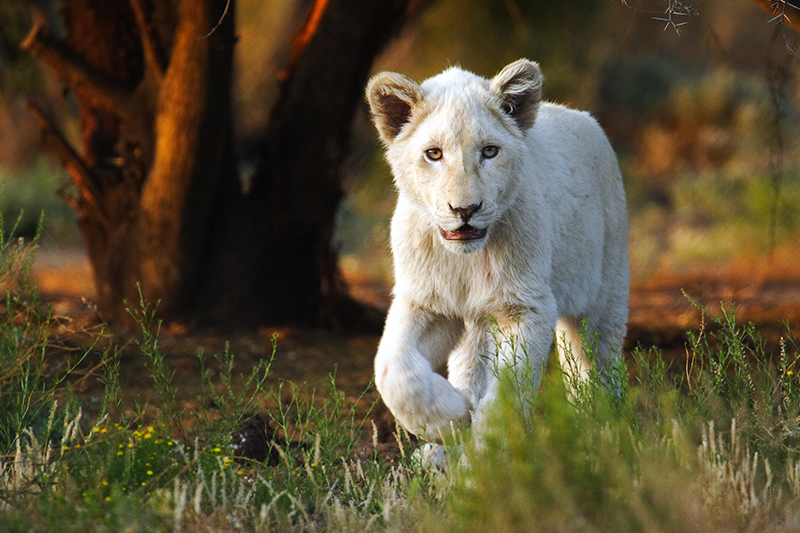 Leone bianco alla Sanbona Wildlife Reserve