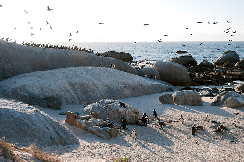 Pinguini alla Boulder's Beach