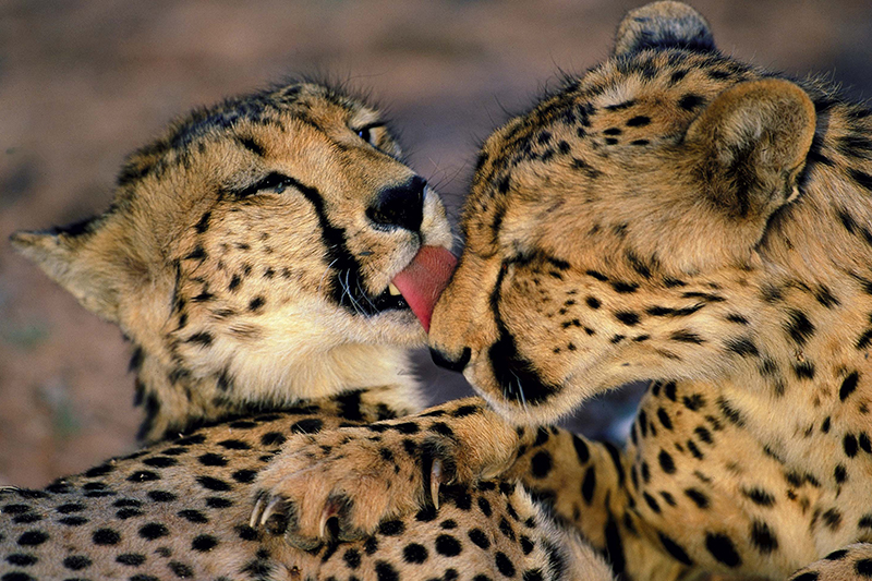 Leopardi avvistati durante il safari