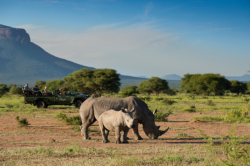 Rinoceronti avvistati durante il safari