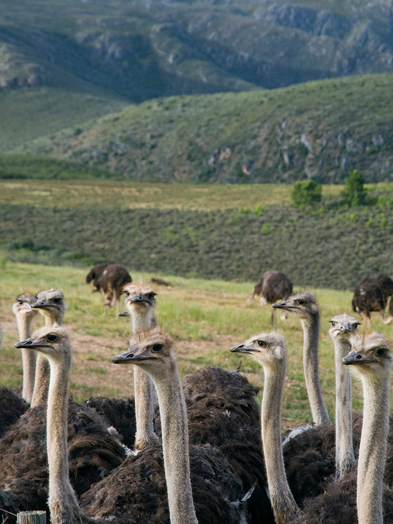Struzzi al parco Outdtshoorn