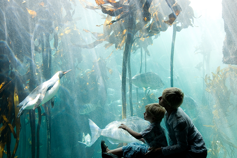 Oceans Aquarium, Cape Town