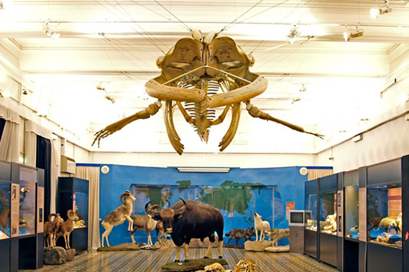 Roma, itinerari per bambini, Museo di zoologia