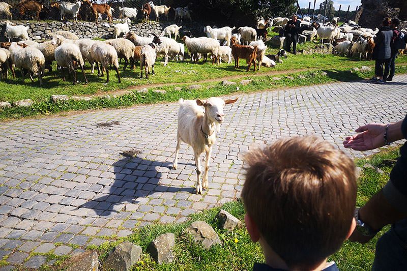 Appia antica con i bambini, pecore