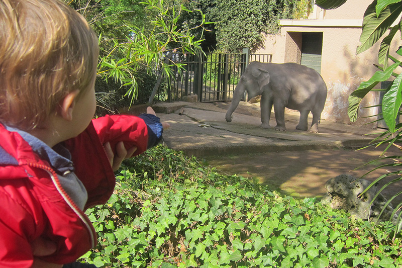 Bioparco di Roma, cosa fare con i bambini, elefante