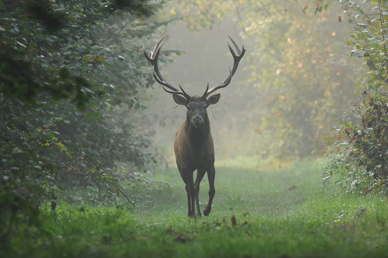 Cervo al Parco Naturale della Mandria di Torino