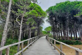 Lino delle Fate con bambini, pineta
