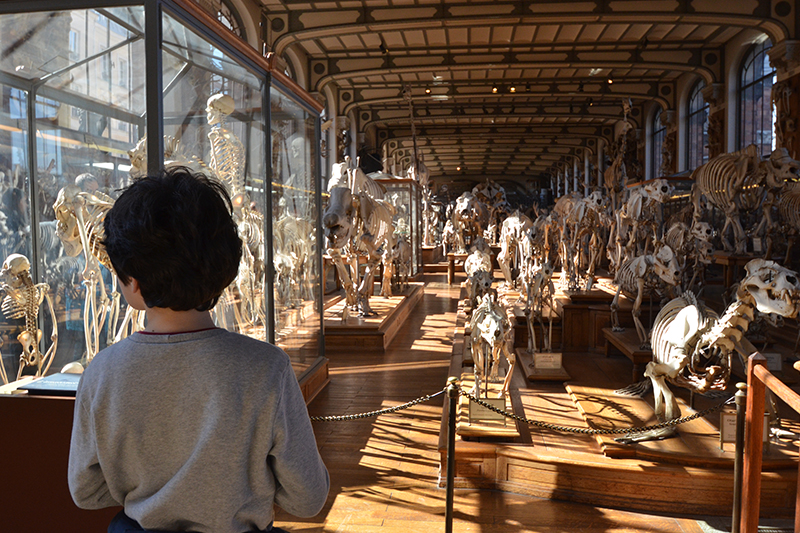 Parigi con bambini, Musee de Paleontologie