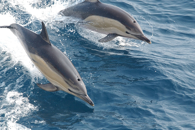 Delfini © Pixabay