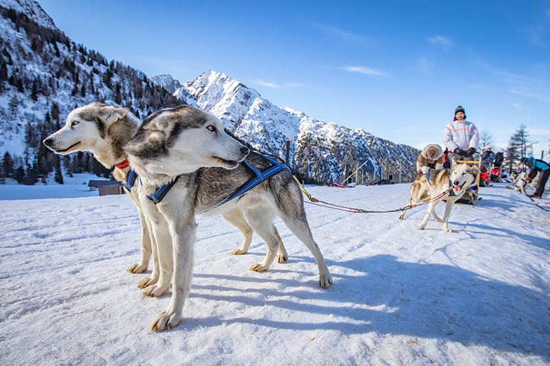 Wow Experience: sleddog in Val di Sole, T. Prugnola
