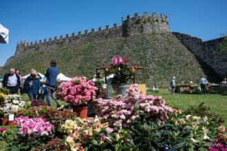 Fiori nella Rocca a Lonato del Garda (BS)