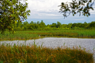 Lino delle Fate: la visita gratuita dell’Oasi Naturalistica Val Grande