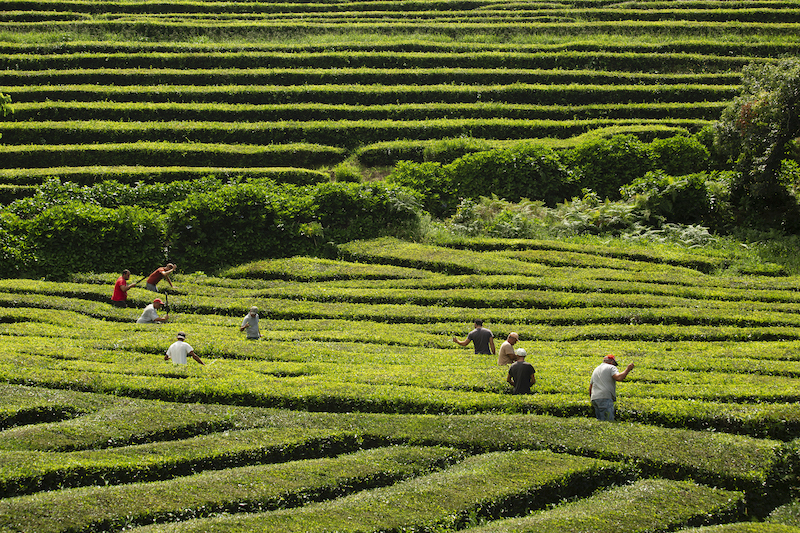 Azzorre_SaoMiguel_Gorreana Tea Factory Fields_ph Alexandre Delmar