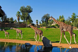 Bioparc di Valencia, giraffe