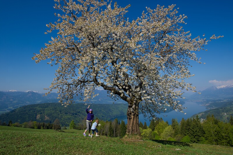 Primavera in Carinzia © Franz Gerdl_Kaernten Werbung