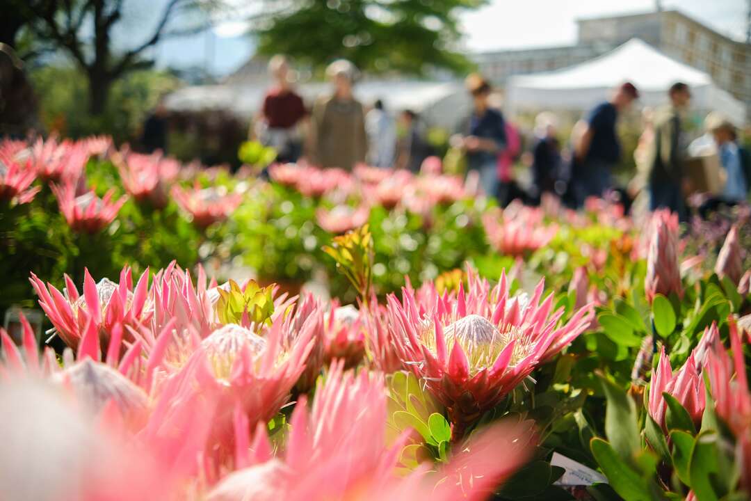 Merano Flower Festival ph. Fabio Rubini KV Meran