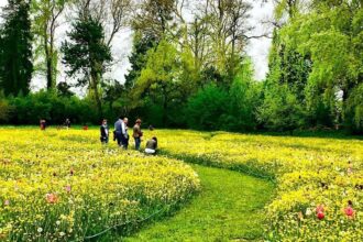 Giardinity: la fioritura dei tulipani a Vescovana (PD)