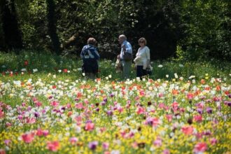 Giardinity: la fioritura dei tulipani a Vescovana (PD)